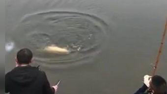 钓大鱼视频国产在线观看,在线观看，体验钓鱼乐趣