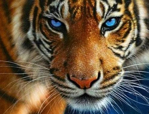 国产老虎第一集在线播放,揭秘神秘森林中的王者传奇